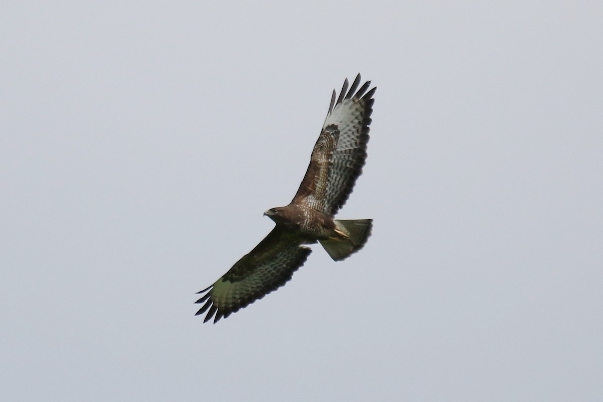 Common Buzzard - Tom Ensom