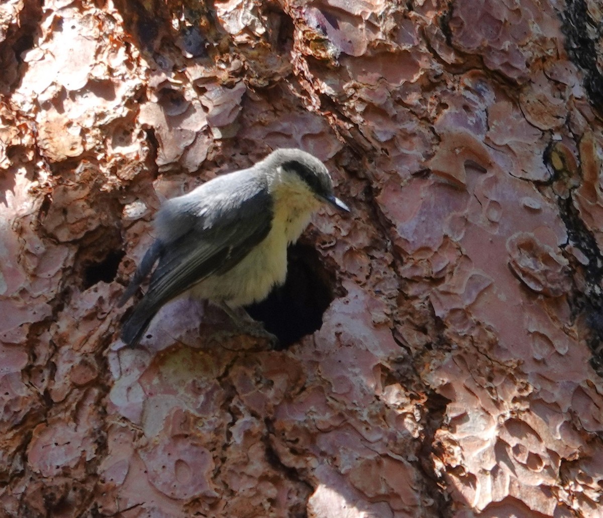 Pygmy Nuthatch - ML619535581