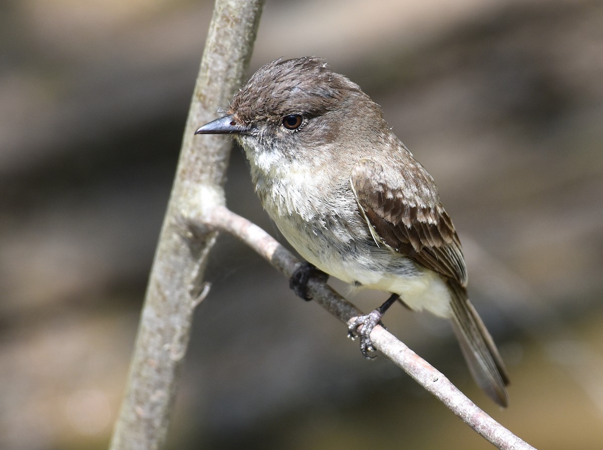 Eastern Phoebe - ML619535582