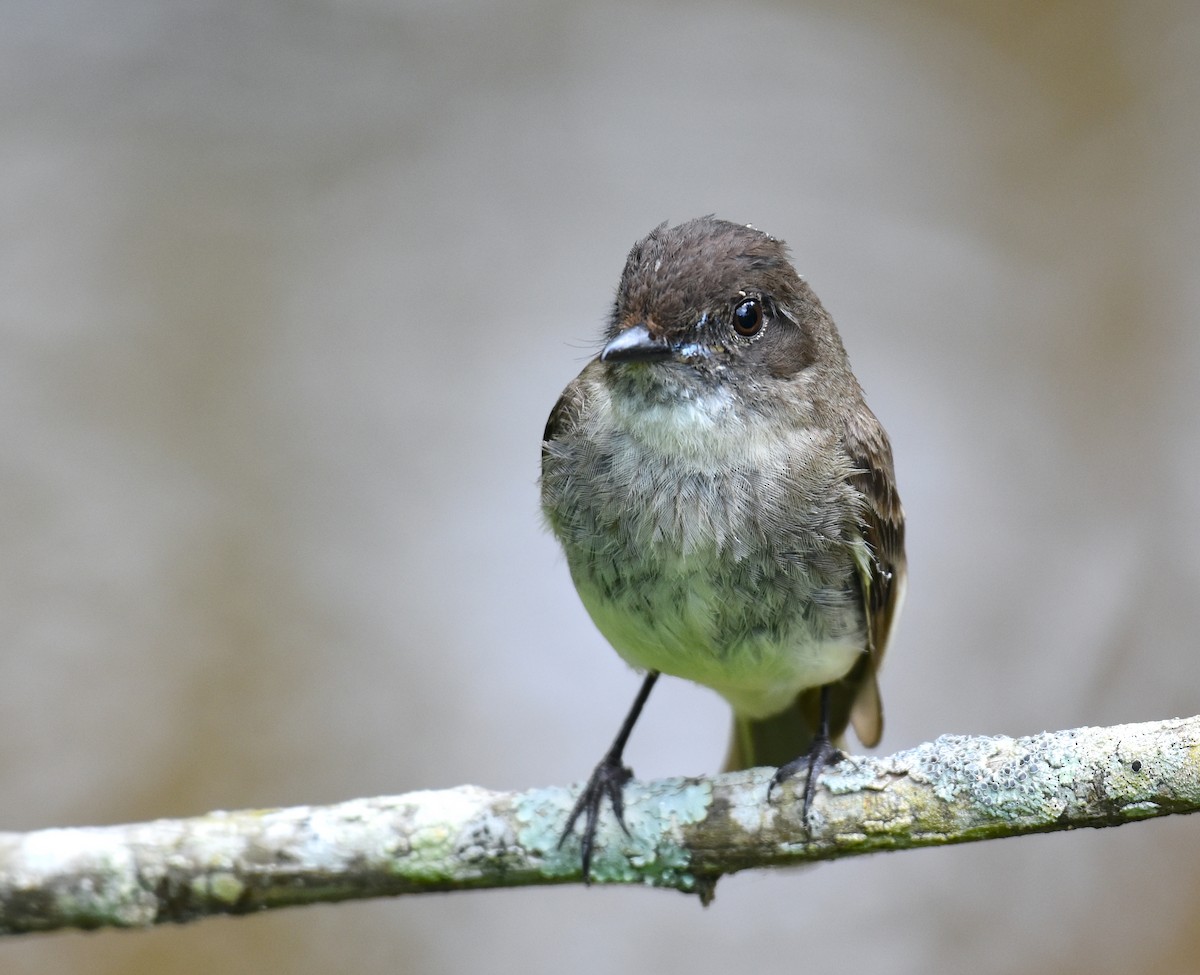 Eastern Phoebe - ML619535583