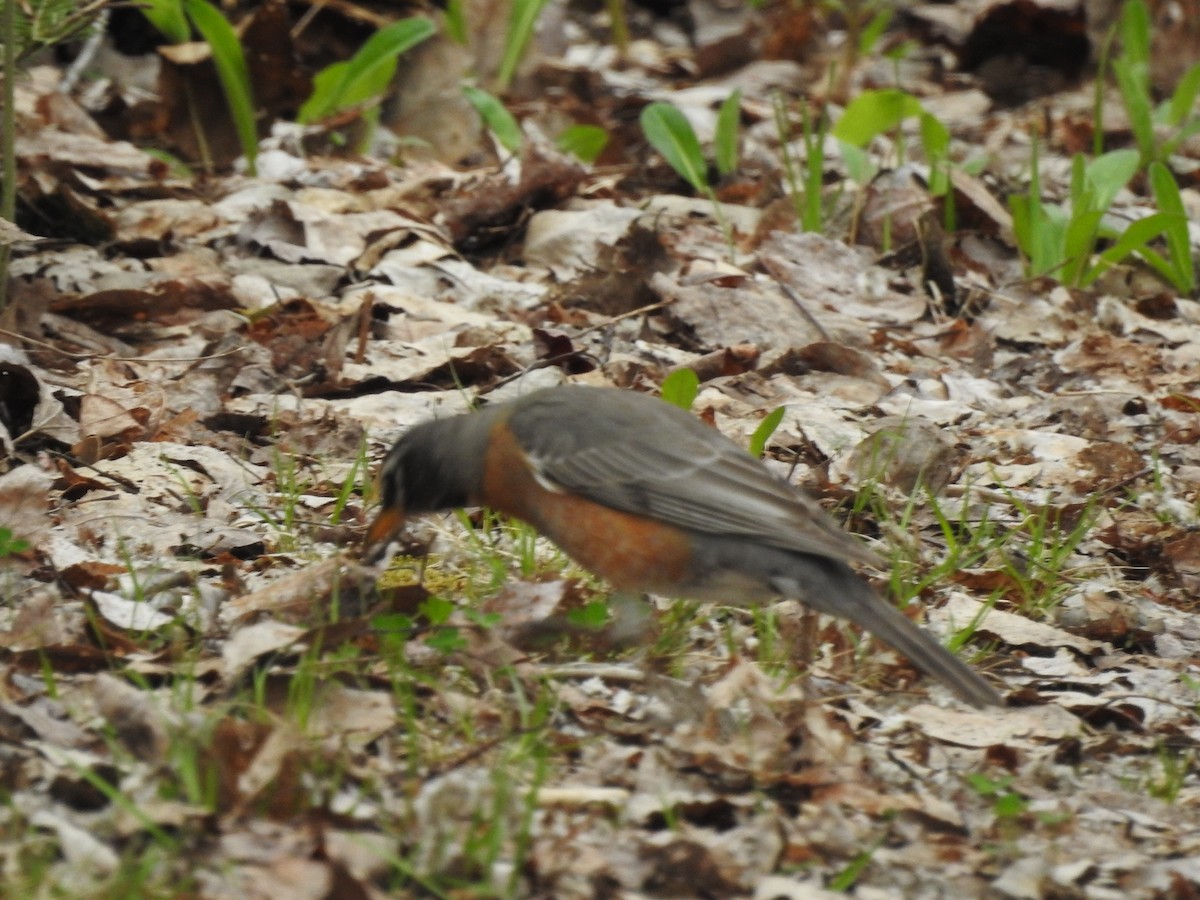 American Robin - Richard Lepage