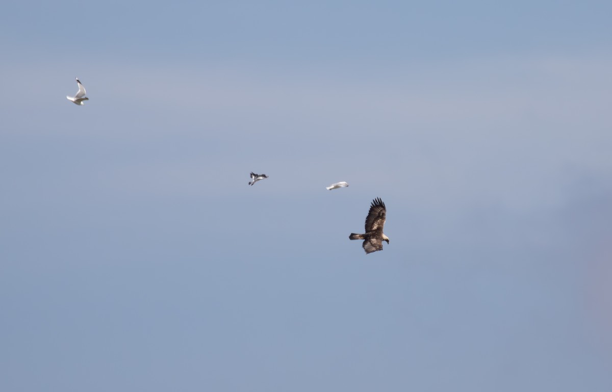 Golden Eagle - Jonathan Farooqi