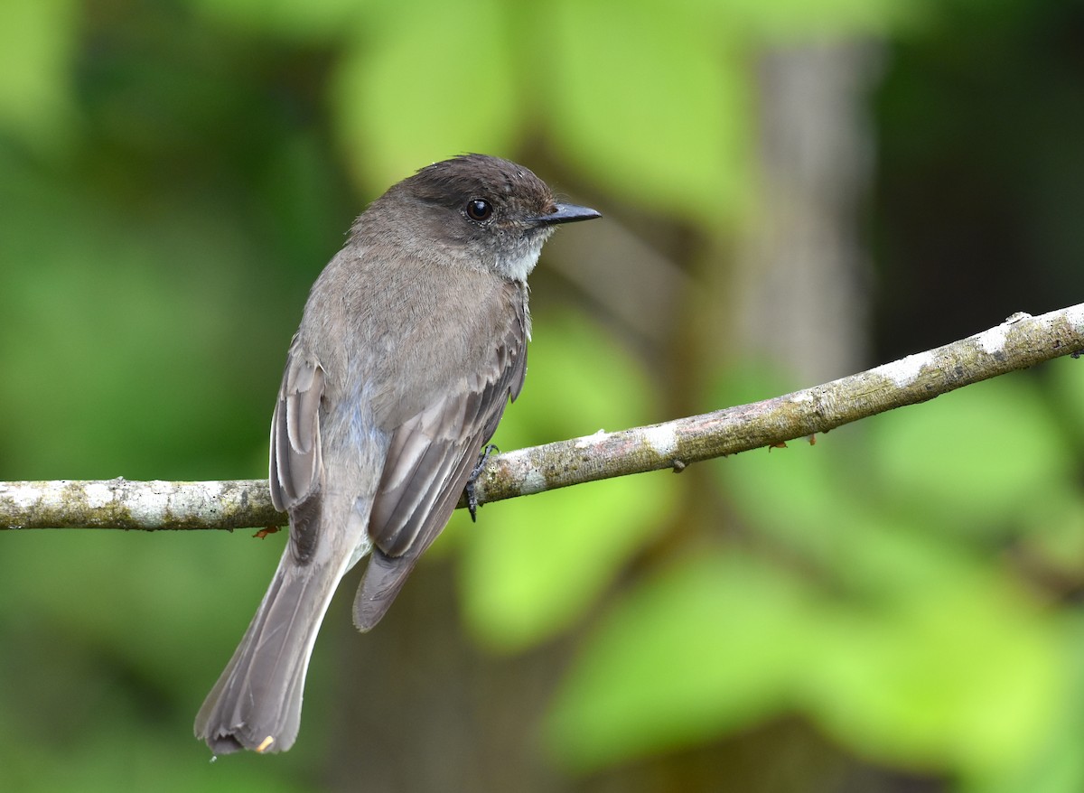 Eastern Phoebe - ML619535591