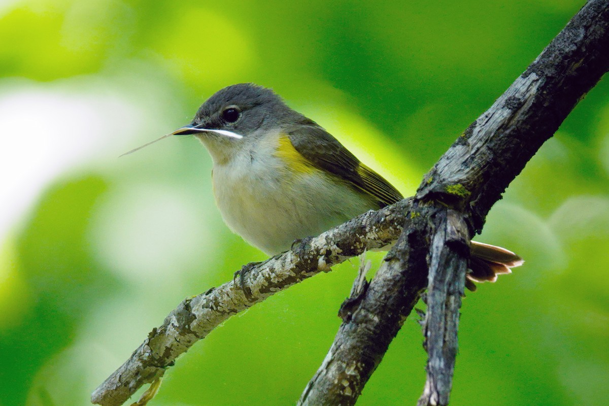 American Redstart - ML619535594