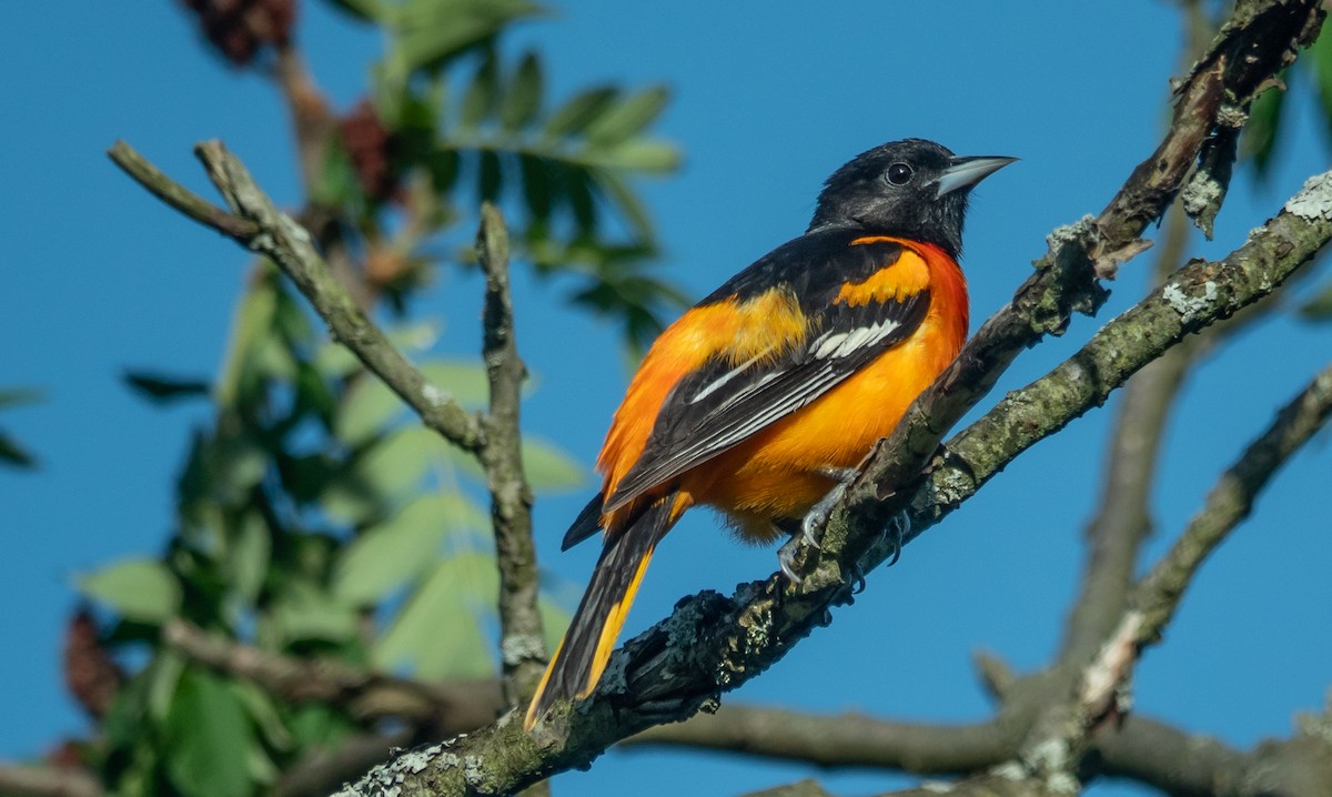 Baltimore Oriole - Gale VerHague