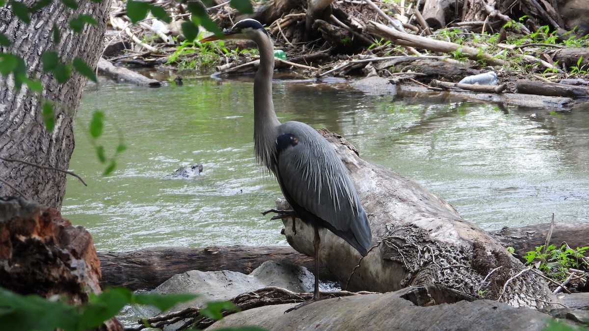 Great Blue Heron - Andy Buchsbaum