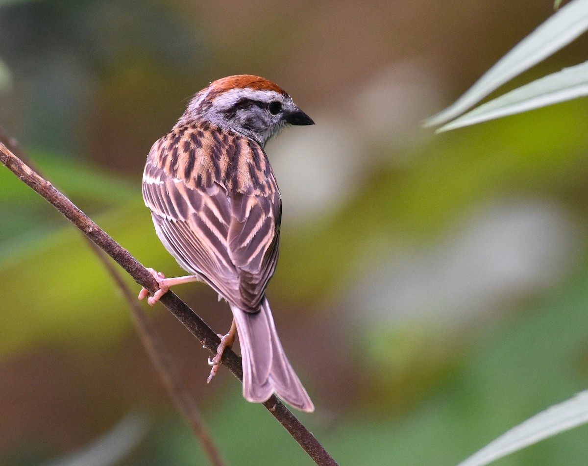 Chipping Sparrow - John Lynch