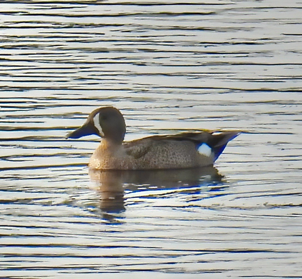 Blue-winged Teal - ML619535615