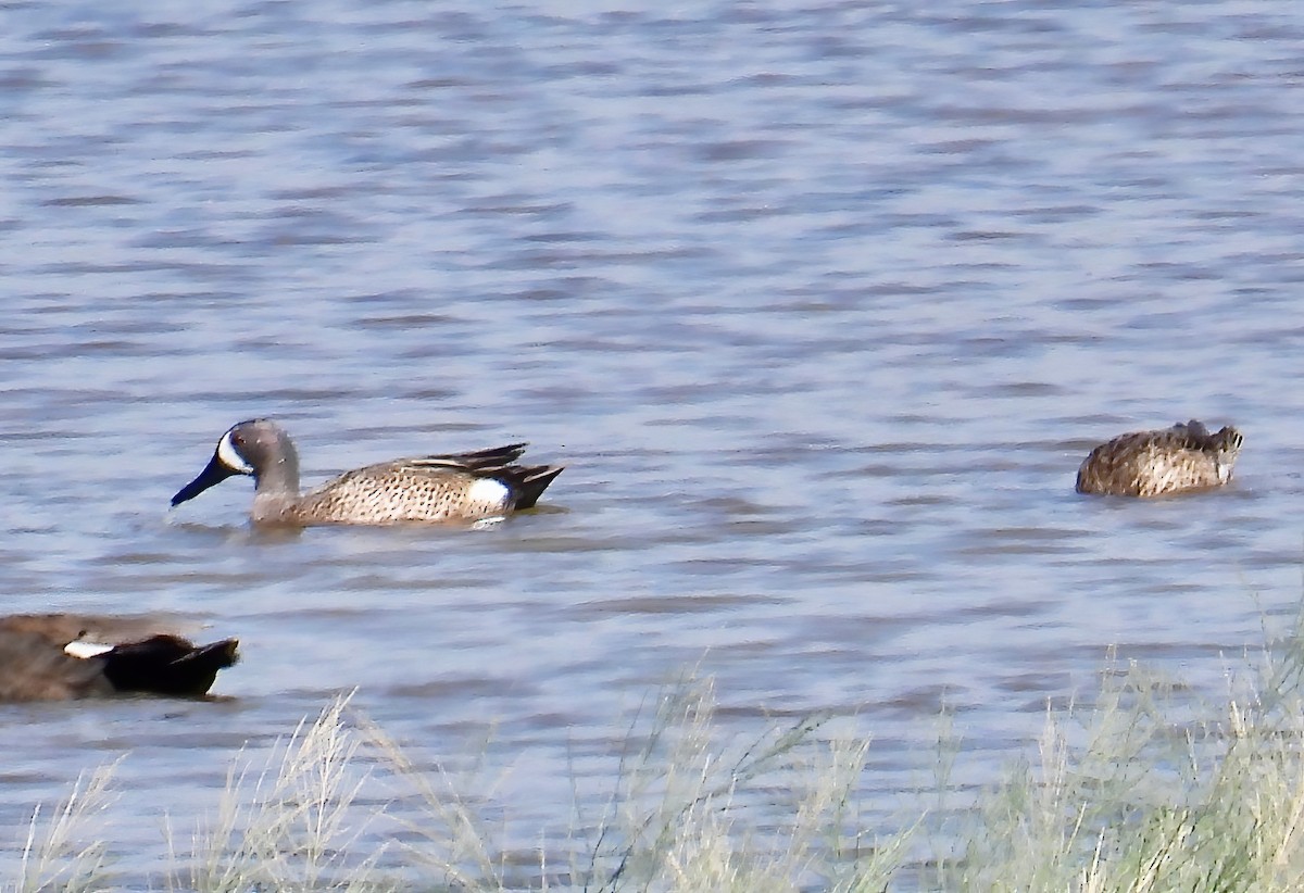 Blue-winged Teal - ML619535616