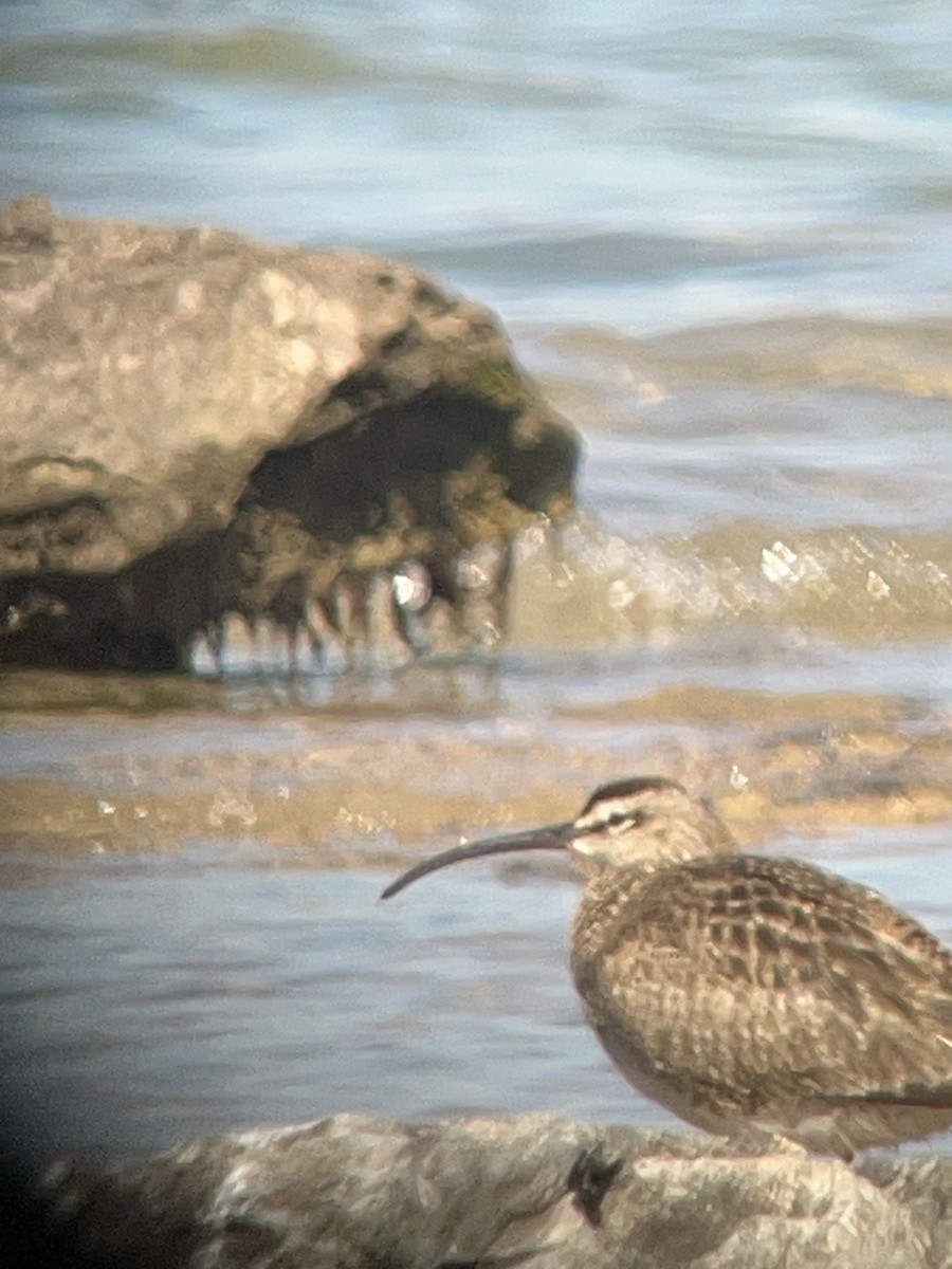 Whimbrel - Jean Farnan