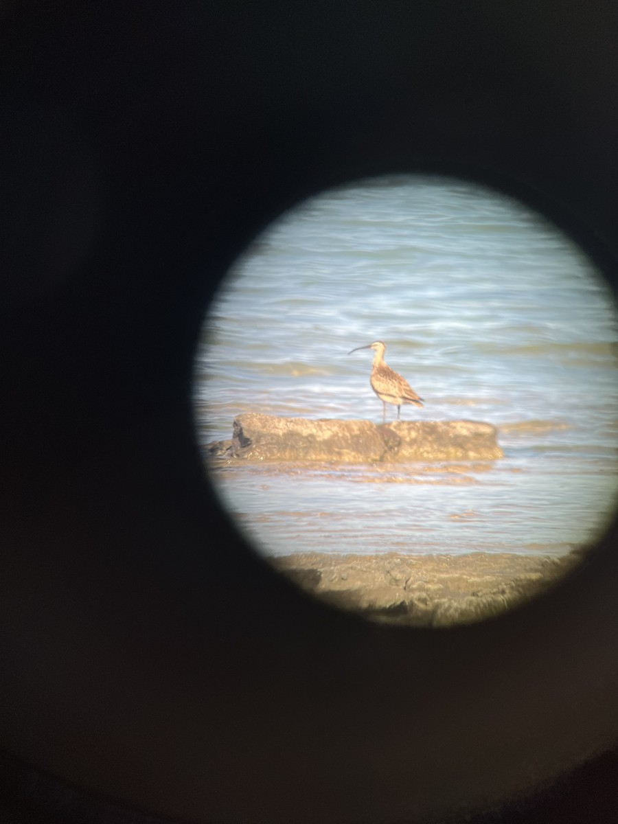 Whimbrel - Jean Farnan