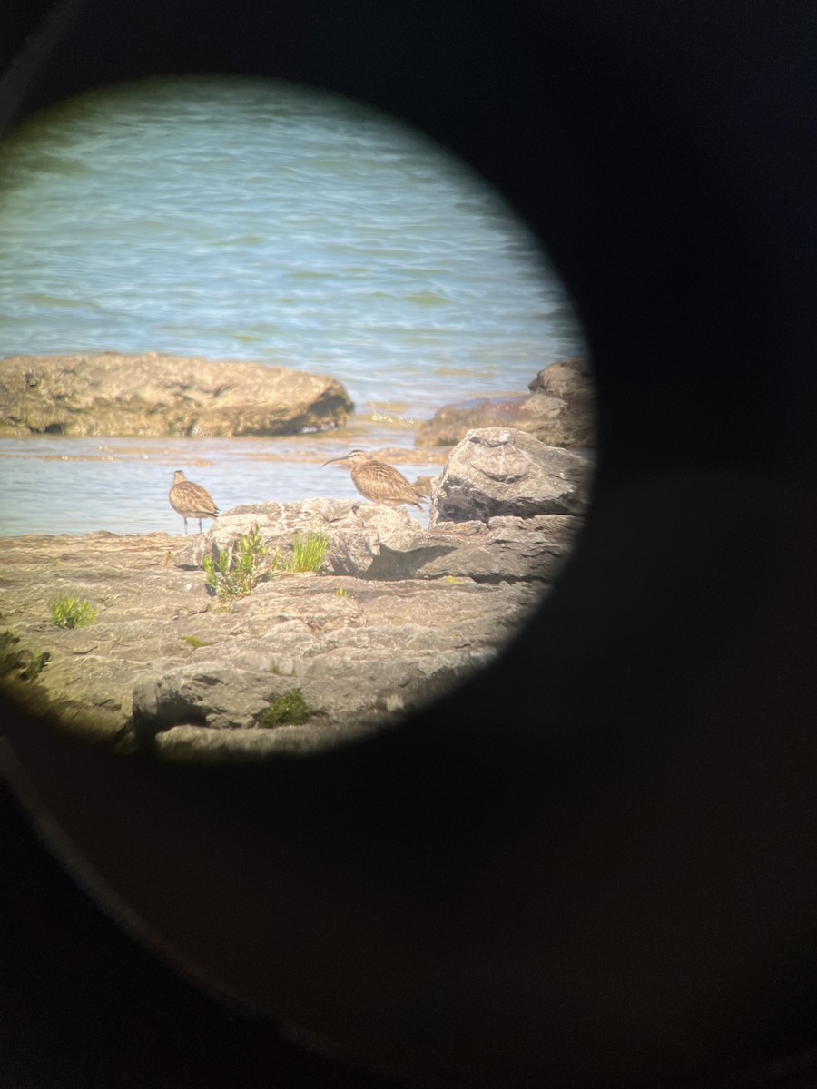 Whimbrel - Jean Farnan