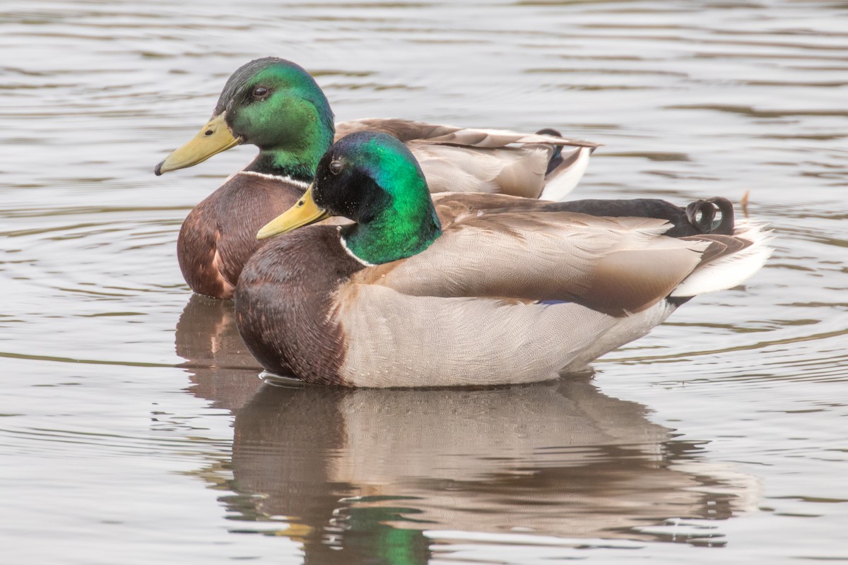 Mallard - Barry Porter