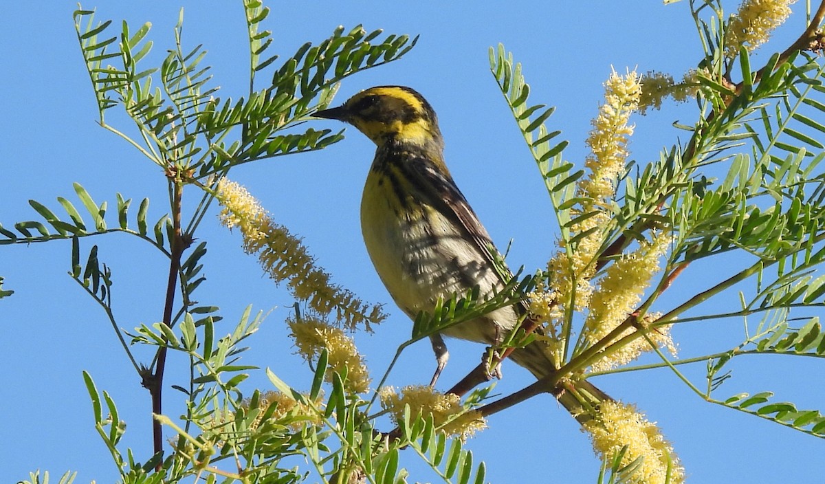 Townsend's Warbler - Corey S.