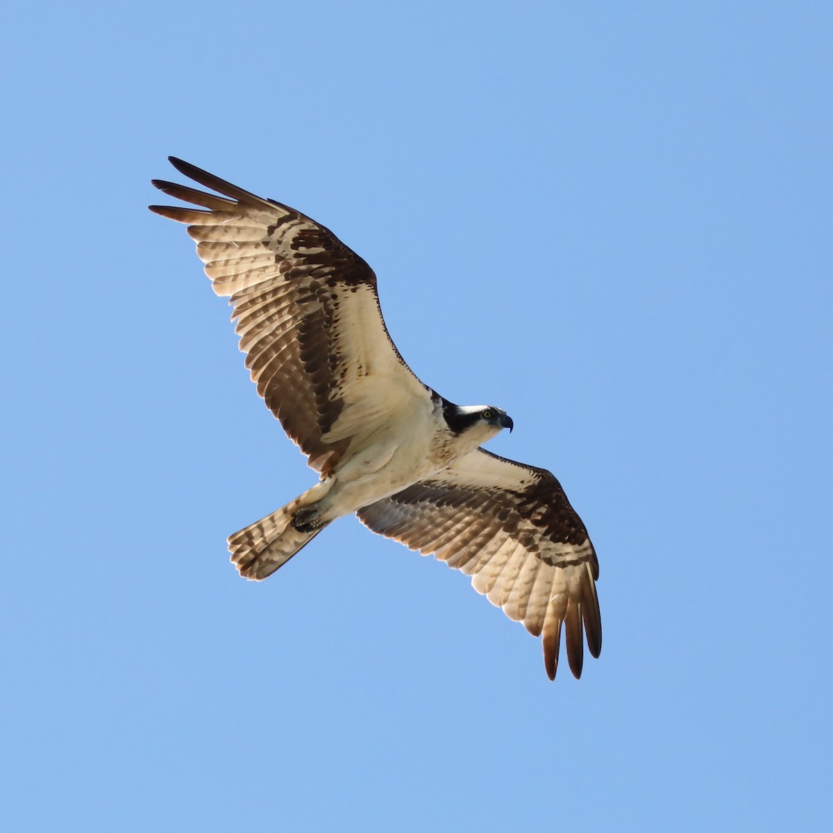 Osprey - Rick Lauzon