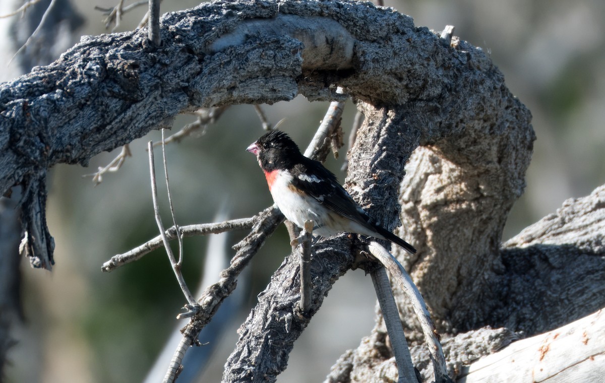 Rose-breasted Grosbeak - Corey S.