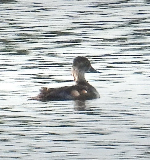 Ring-necked Duck - ML619535642