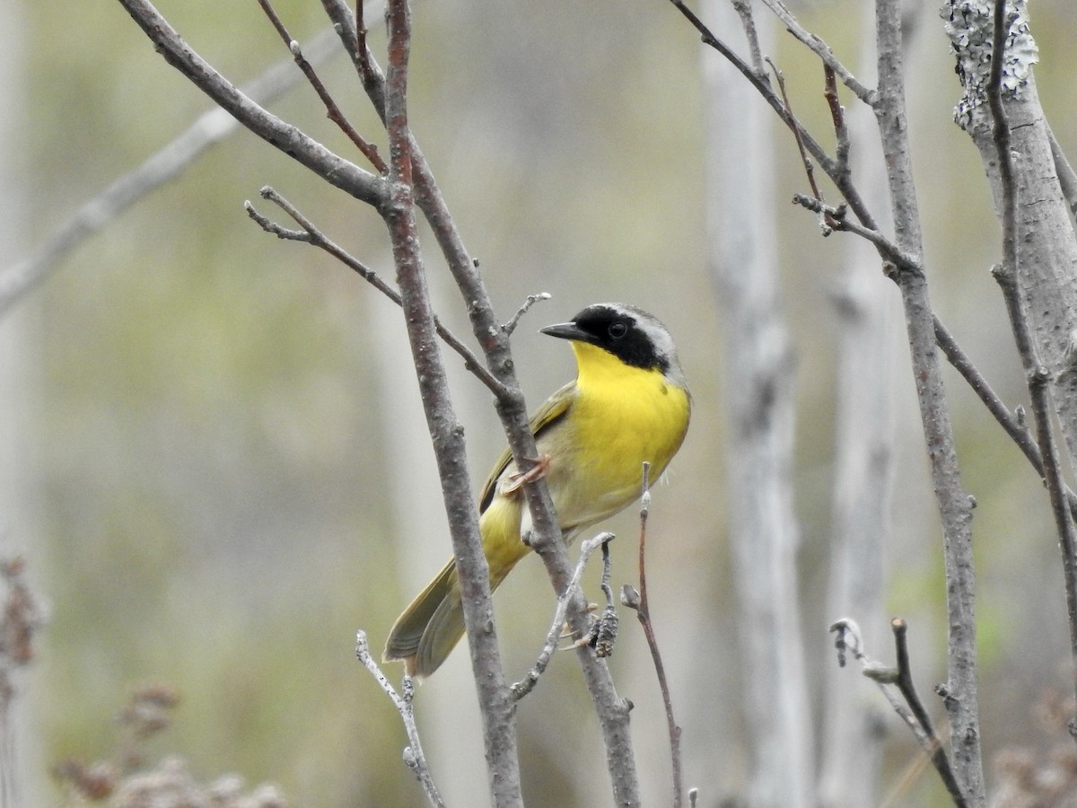 Common Yellowthroat - Richard Lepage