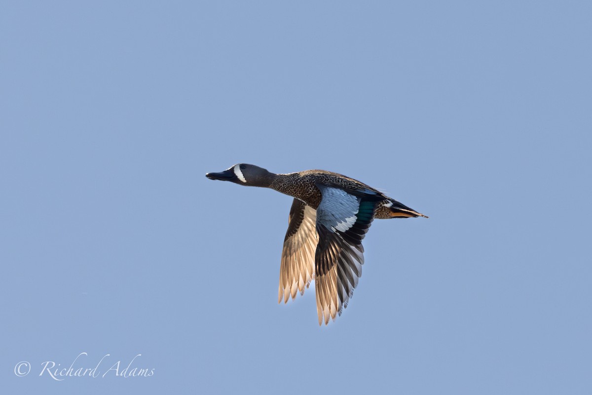 Blue-winged Teal - ML619535648