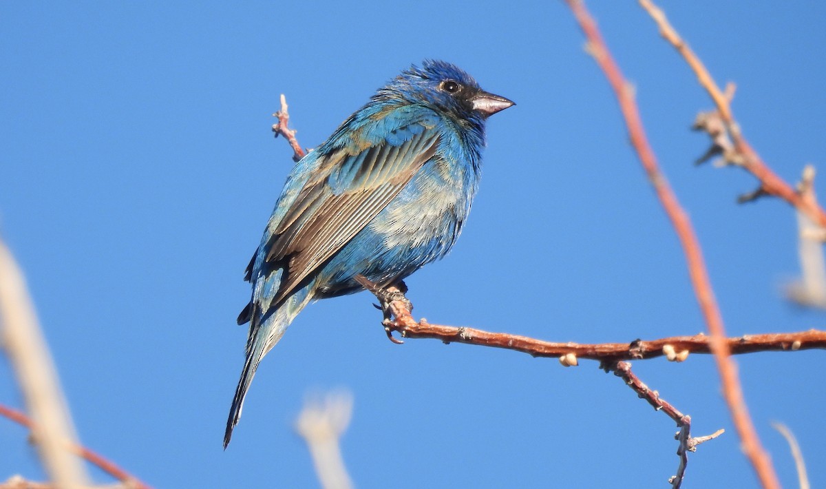 Indigo Bunting - Corey S.