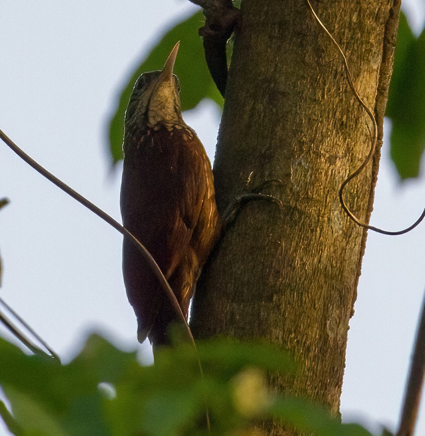 Straight-billed Woodcreeper - ML619535652