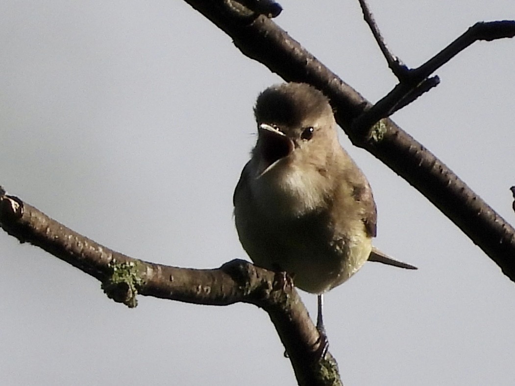 Warbling Vireo - Stella Miller