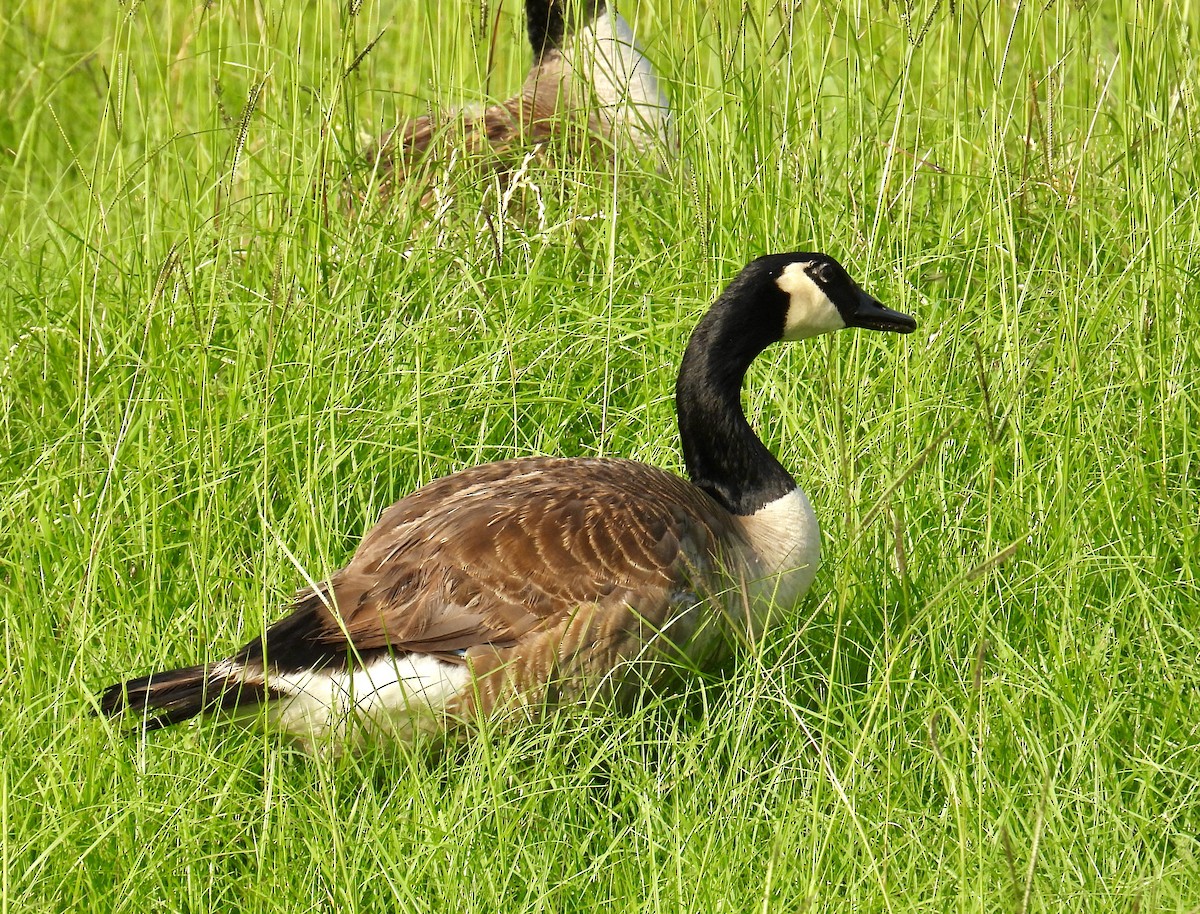 Canada Goose - ML619535657