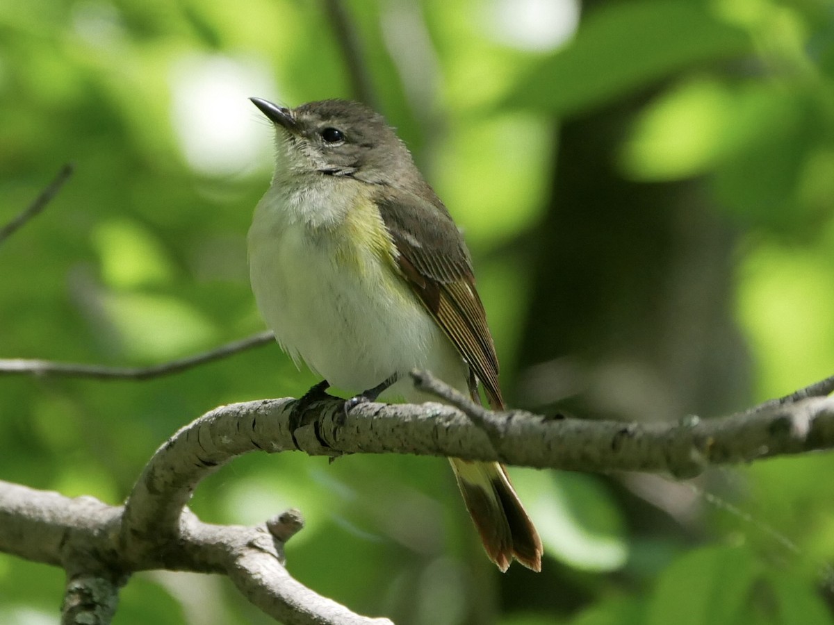 American Redstart - Patrick Scanlon