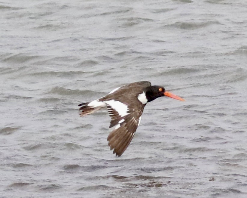 American Oystercatcher - Dave Bengston