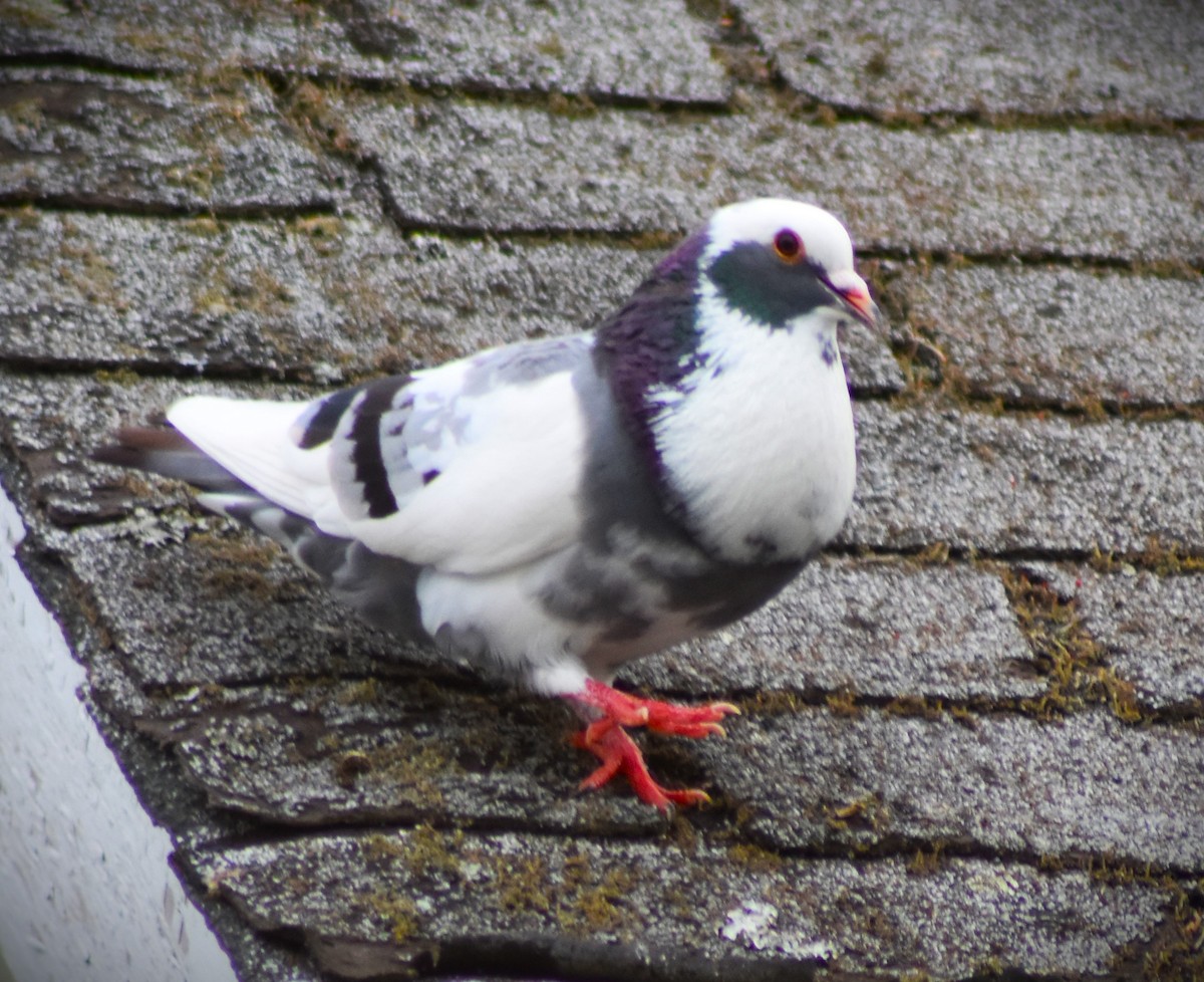 Rock Pigeon (Feral Pigeon) - Caroline Sawyer