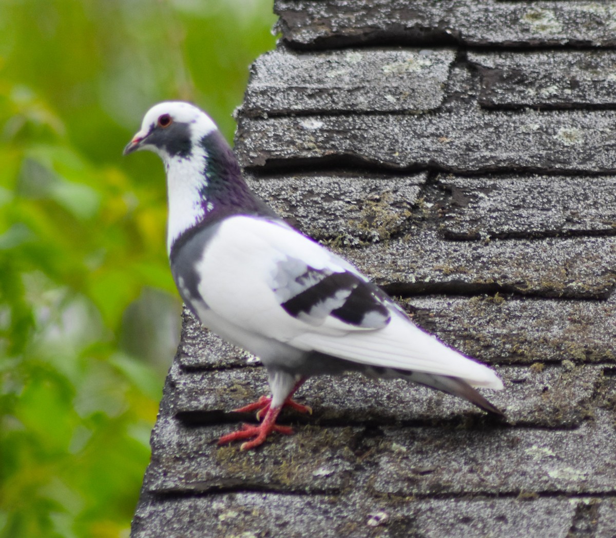 Rock Pigeon (Feral Pigeon) - Caroline Sawyer