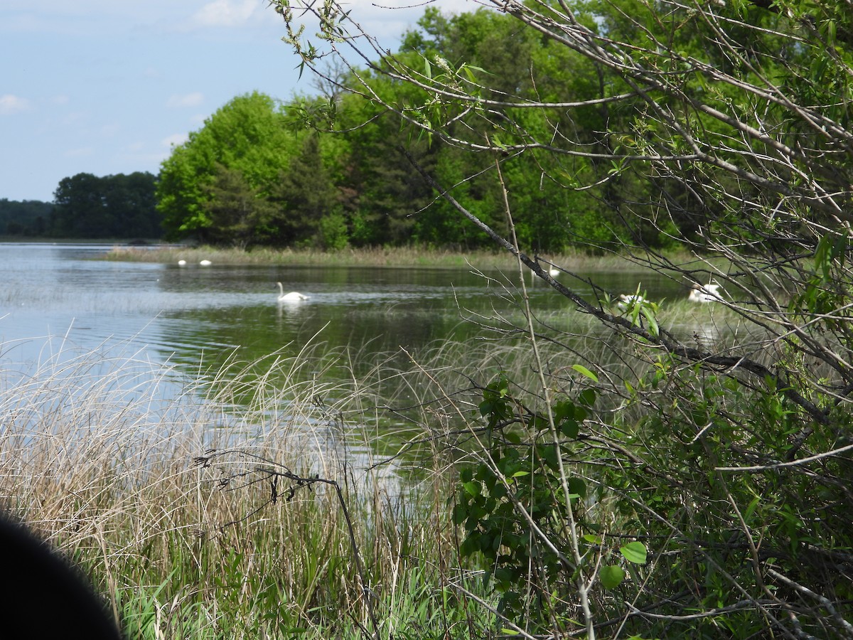 Trumpeter Swan - Marcia Suchy