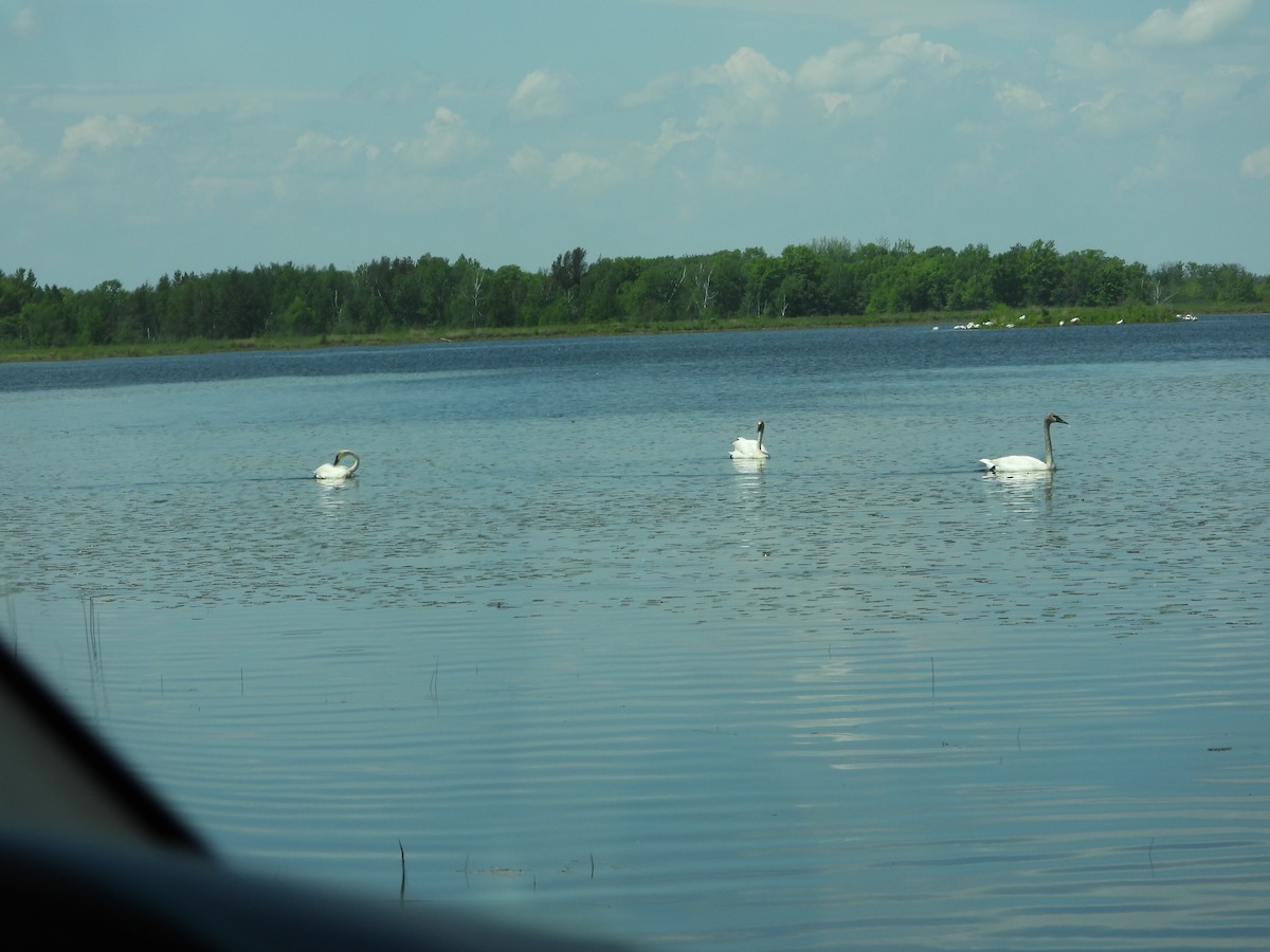 Trumpeter Swan - Marcia Suchy