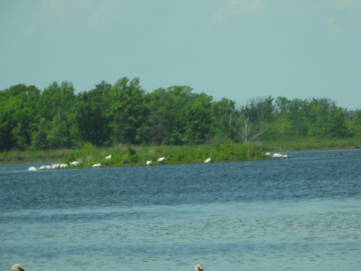 Trumpeter Swan - Marcia Suchy