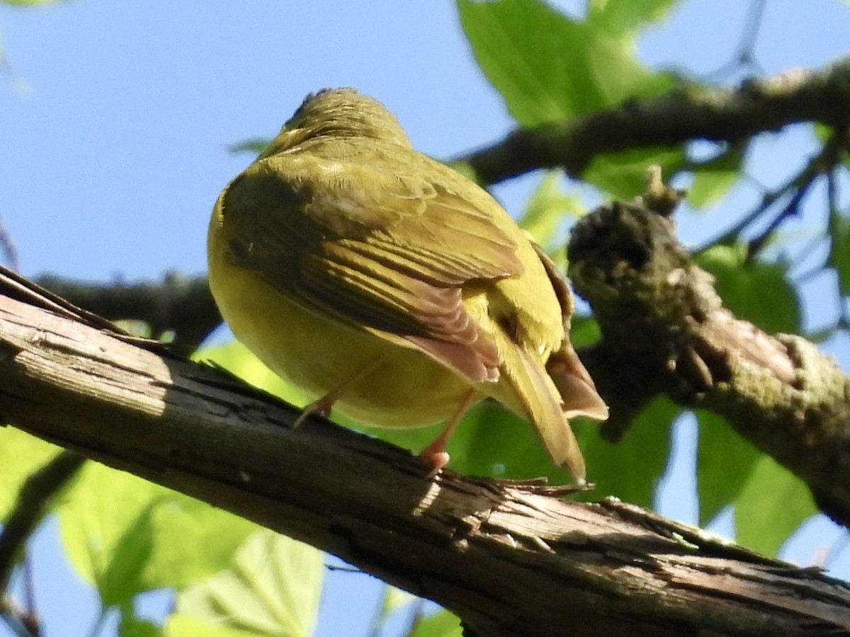 Kentucky Warbler - Stella Miller