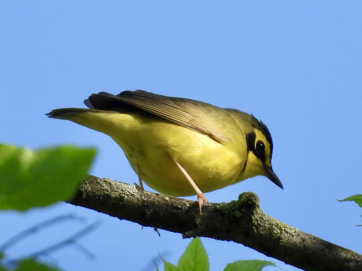 Kentucky Warbler - Stella Miller