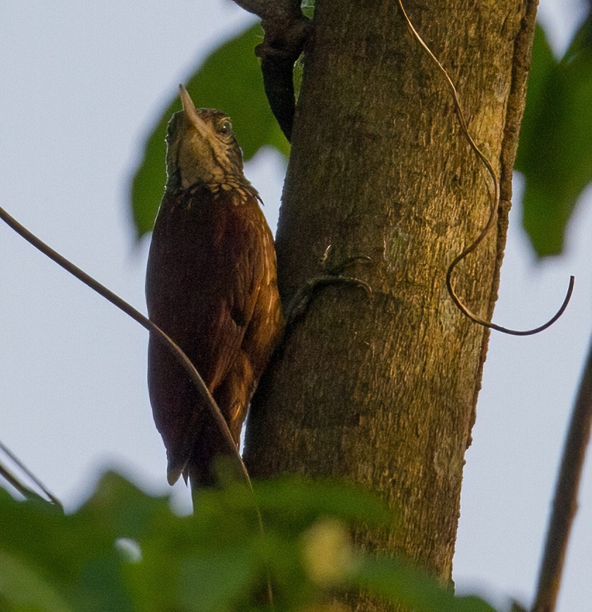 Straight-billed Woodcreeper - ML619535681