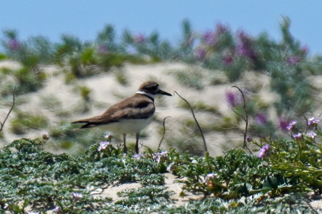 Killdeer - Susan Iannucci