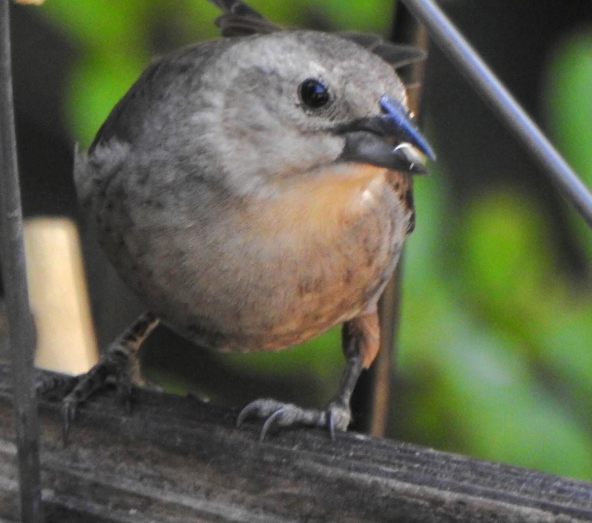 Brown-headed Cowbird - Karen McClure