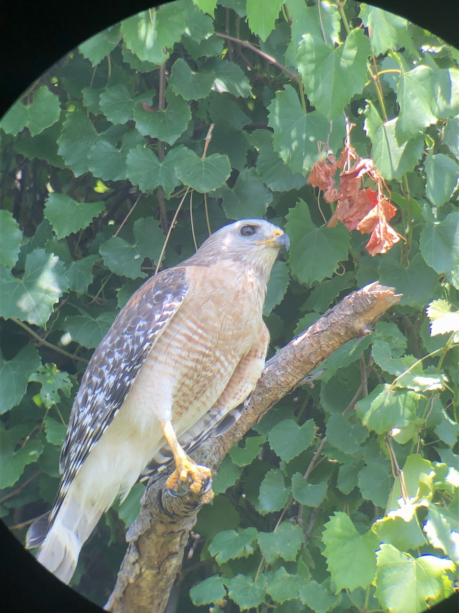 Red-shouldered Hawk (extimus) - ML619535694