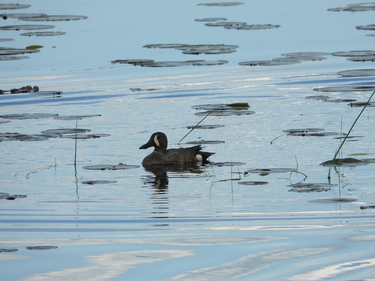 Blue-winged Teal - ML619535697