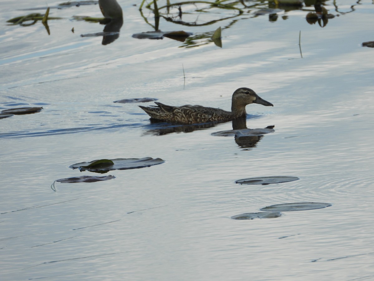 Blue-winged Teal - Marcia Suchy