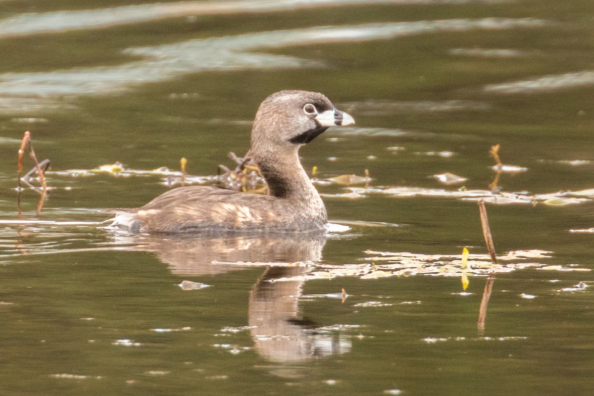 Pied-billed Grebe - Barry Porter