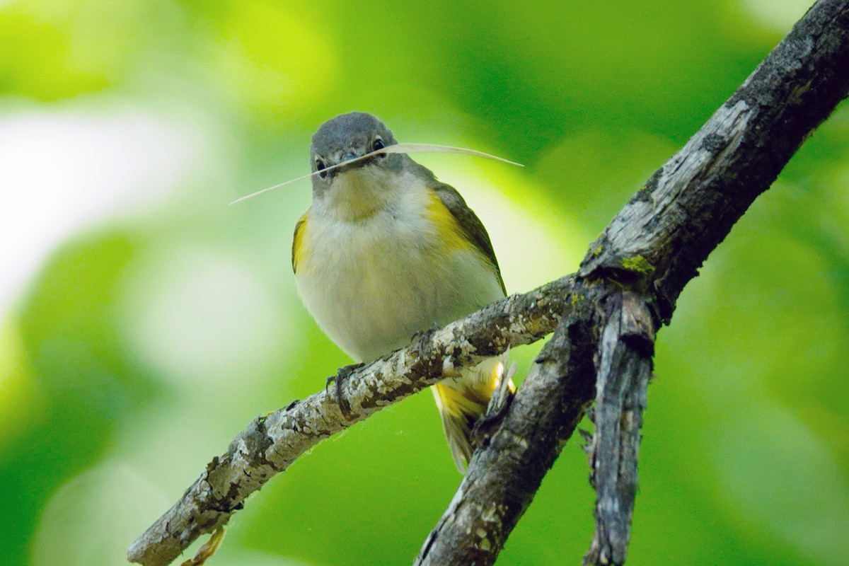 American Redstart - ML619535703