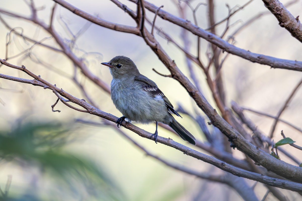 Mountain Elaenia - Mason Flint