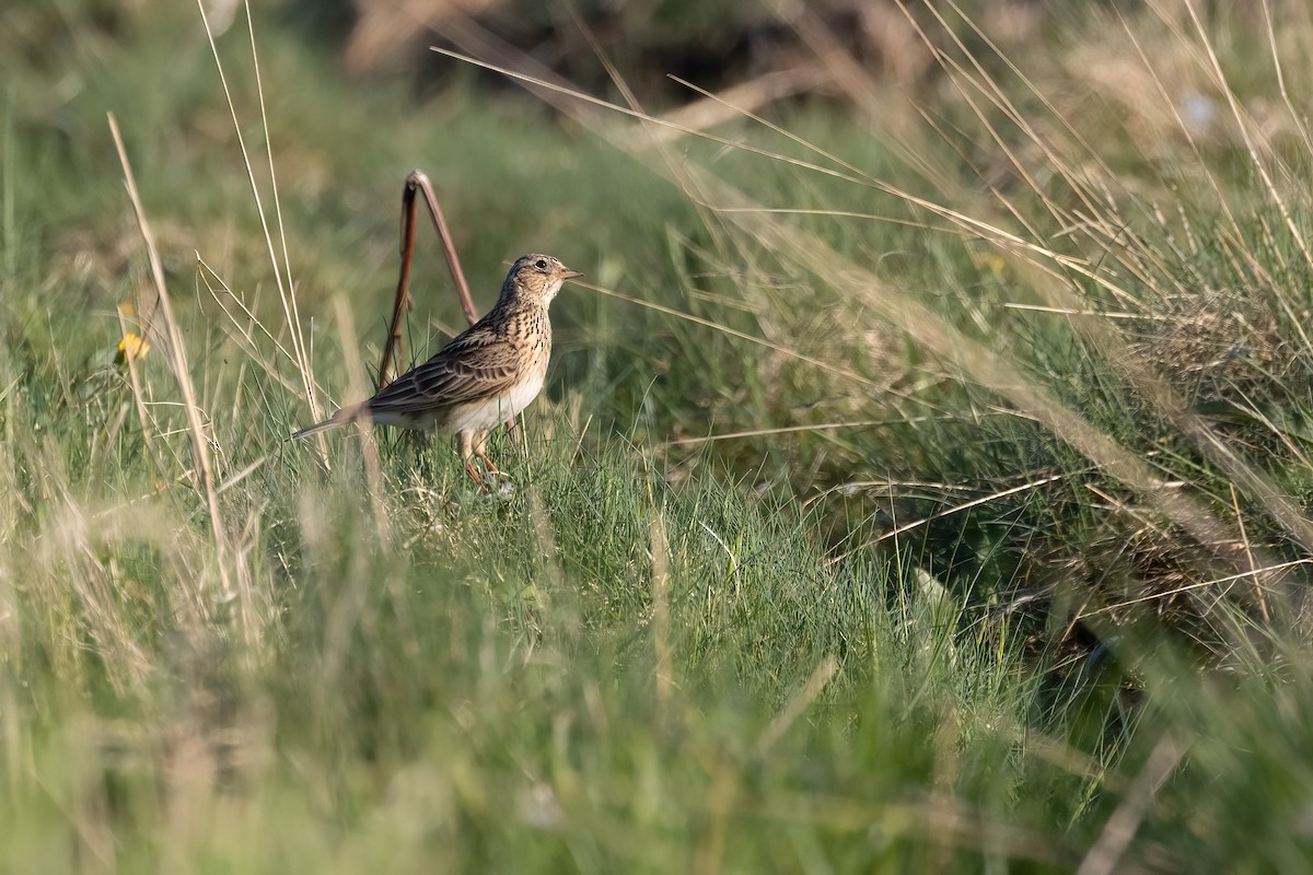 Eurasian Skylark - Harald Dahlby