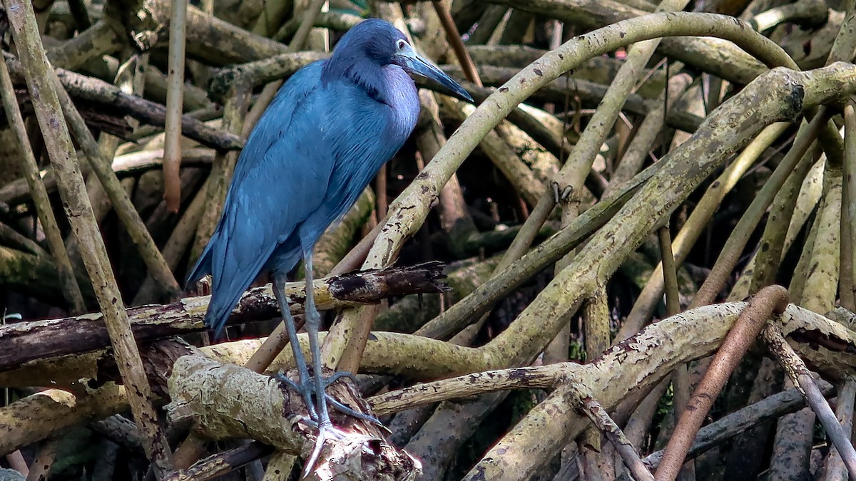 Little Blue Heron - ML619535714