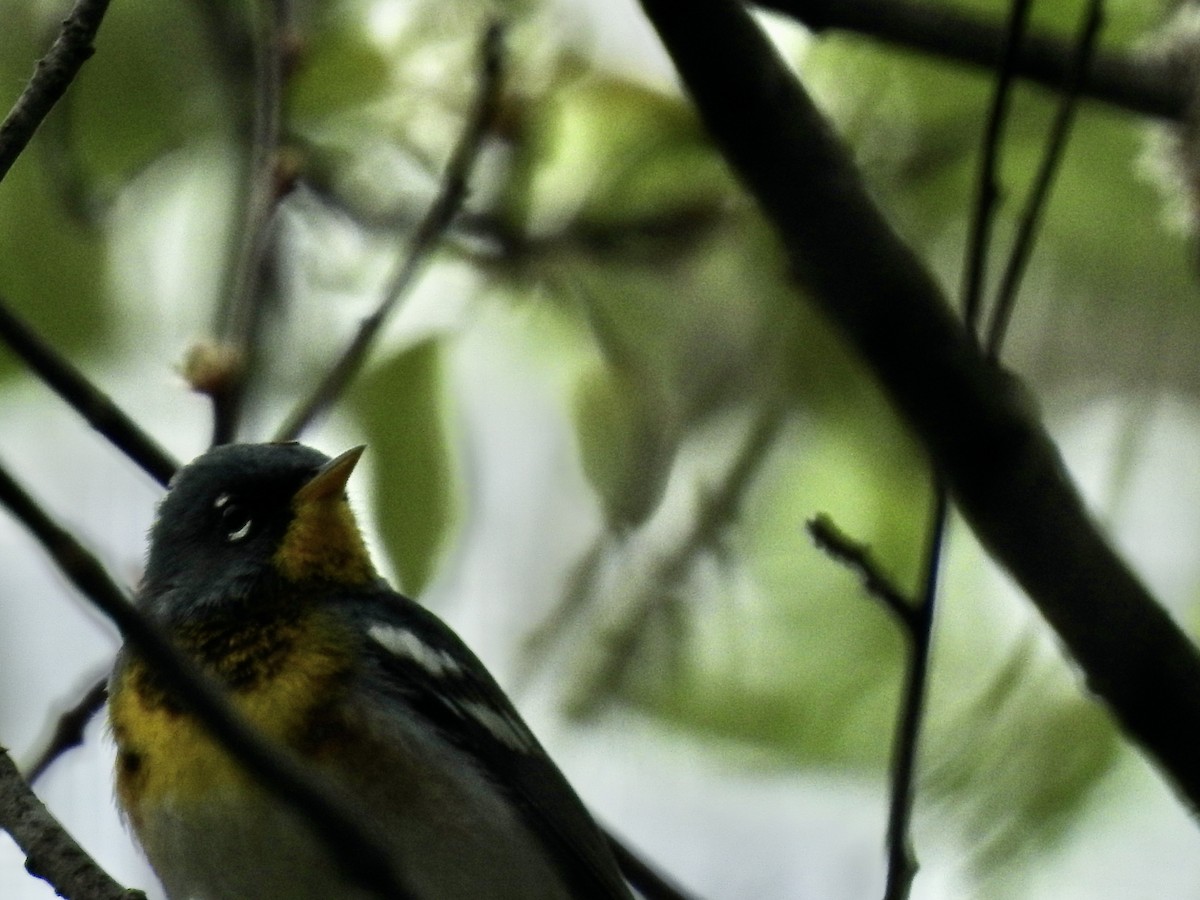 Northern Parula - Richard Lepage