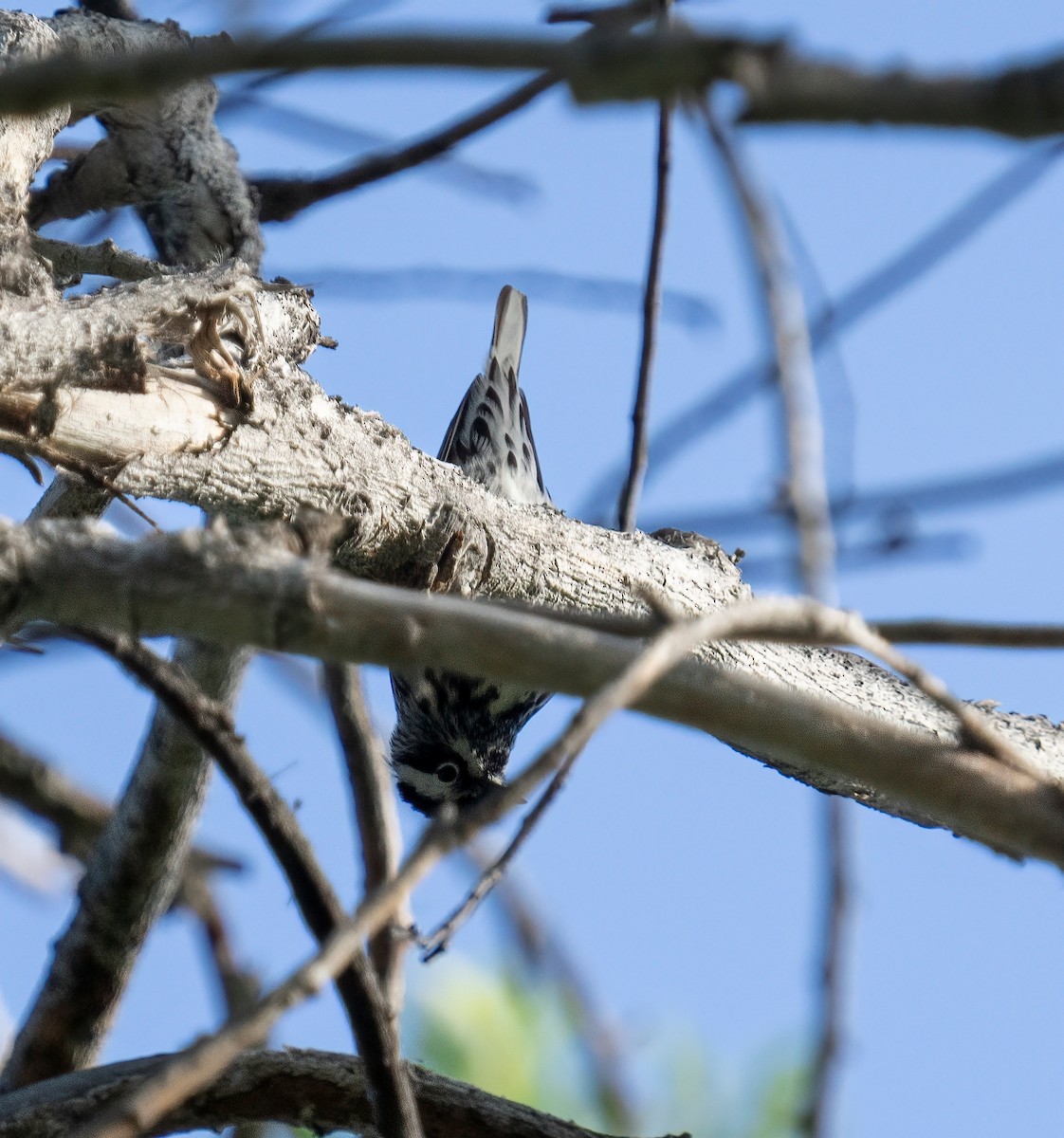 Black-and-white Warbler - ML619535725