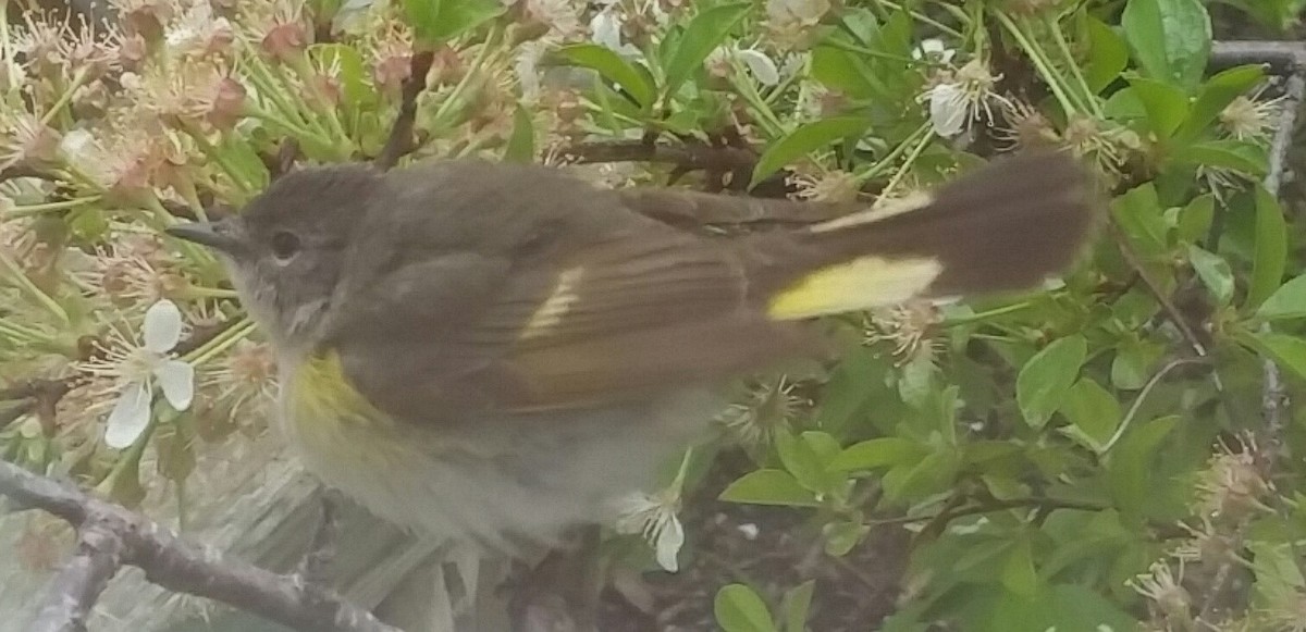 American Redstart - Audrey McIlraith